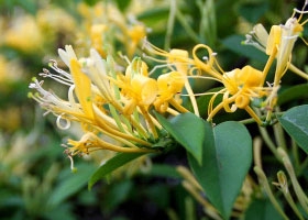 金银花烘干